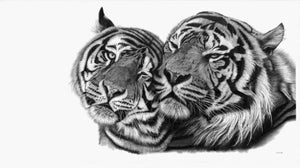 COUPLE DE TIGRES