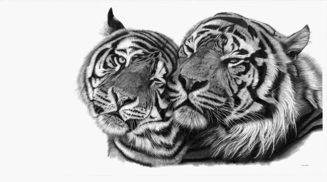 COUPLE DE TIGRES