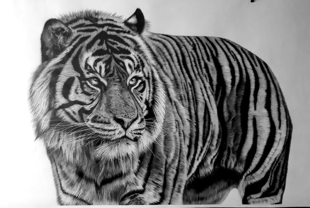 TIGRE