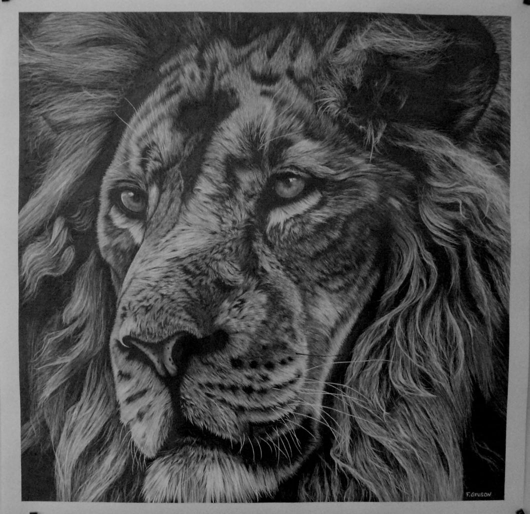 TETE DE LION